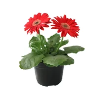 Planta Gerbera Colores M6"