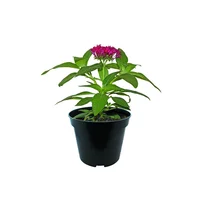 Planta penta colores m6"