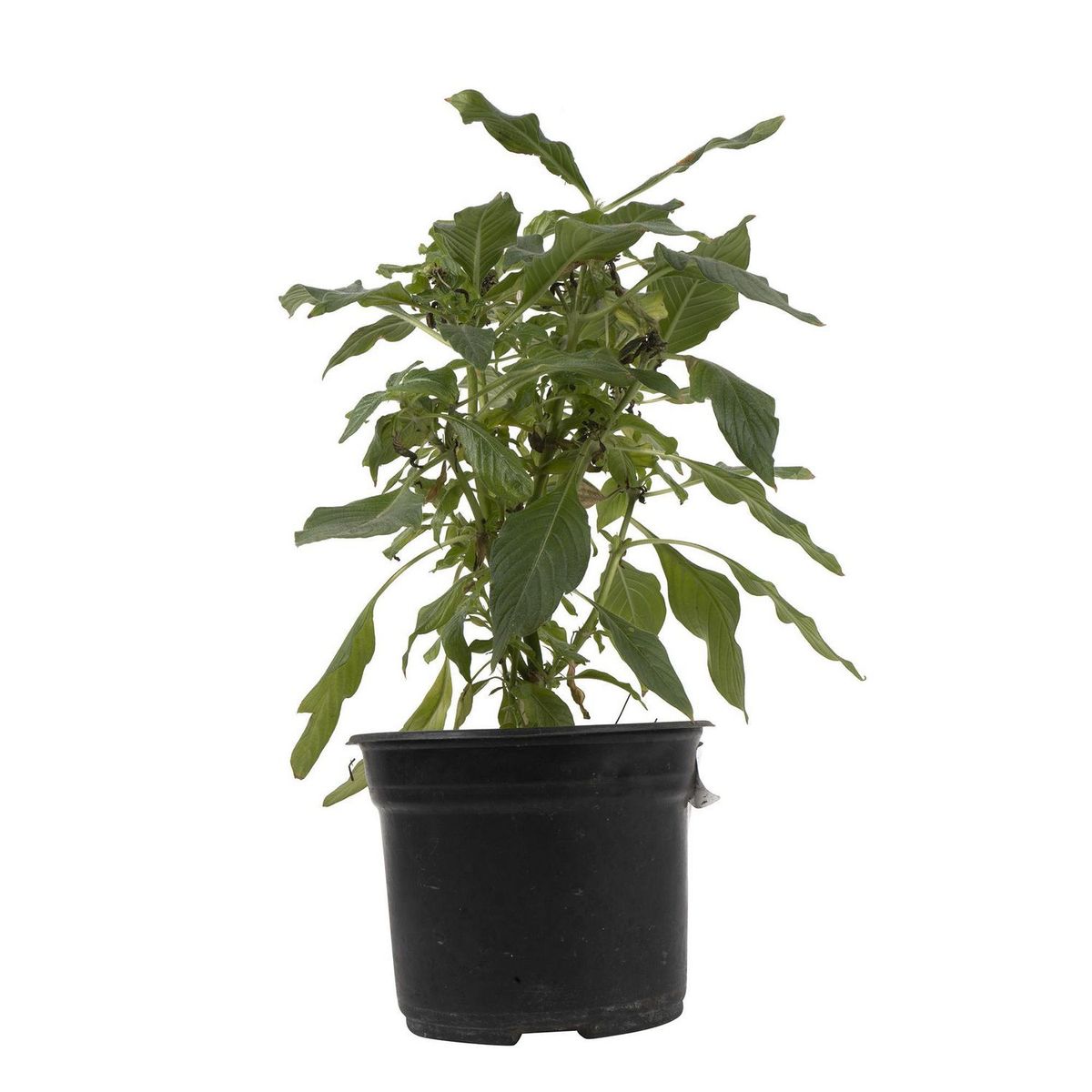 Conaplor - Planta penta colores m6"