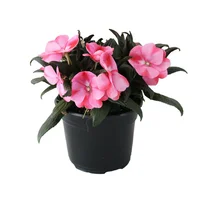 Planta belen nueva guinea m6"