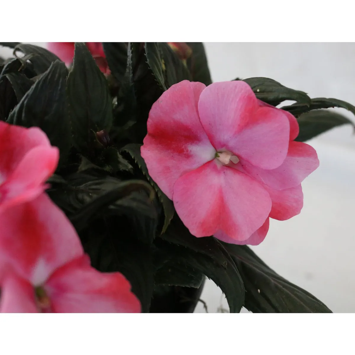 Planta belen nueva guinea m6", marca Conaplor - Foto 2