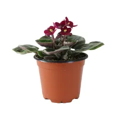 Planta violeta africana m4"