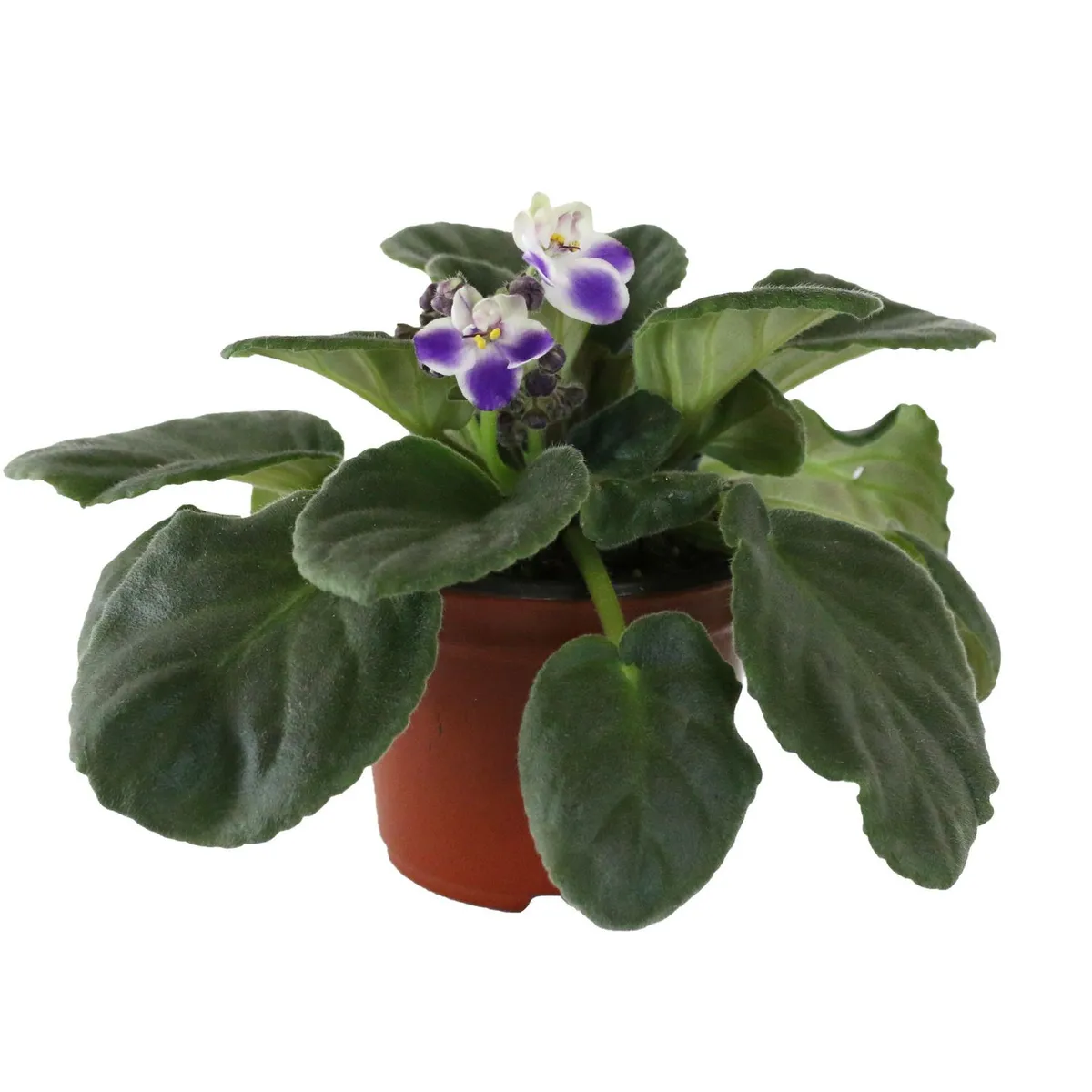 Planta violeta africana m4", marca Conaplor - Foto 2