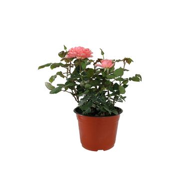 Planta rosa coster colores m6