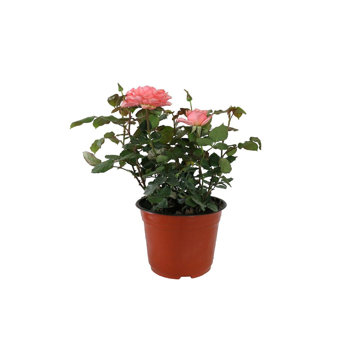 Planta rosa coster colores m6", marca Conaplor - Foto Principal