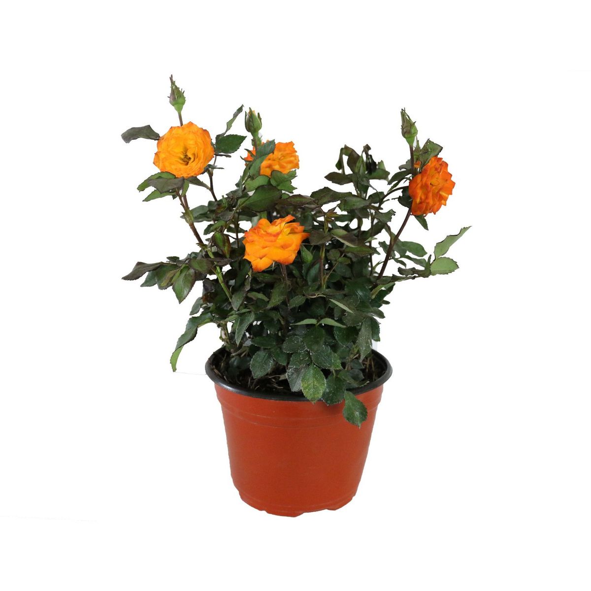 Planta rosa coster colores m6", marca Conaplor - Foto 2
