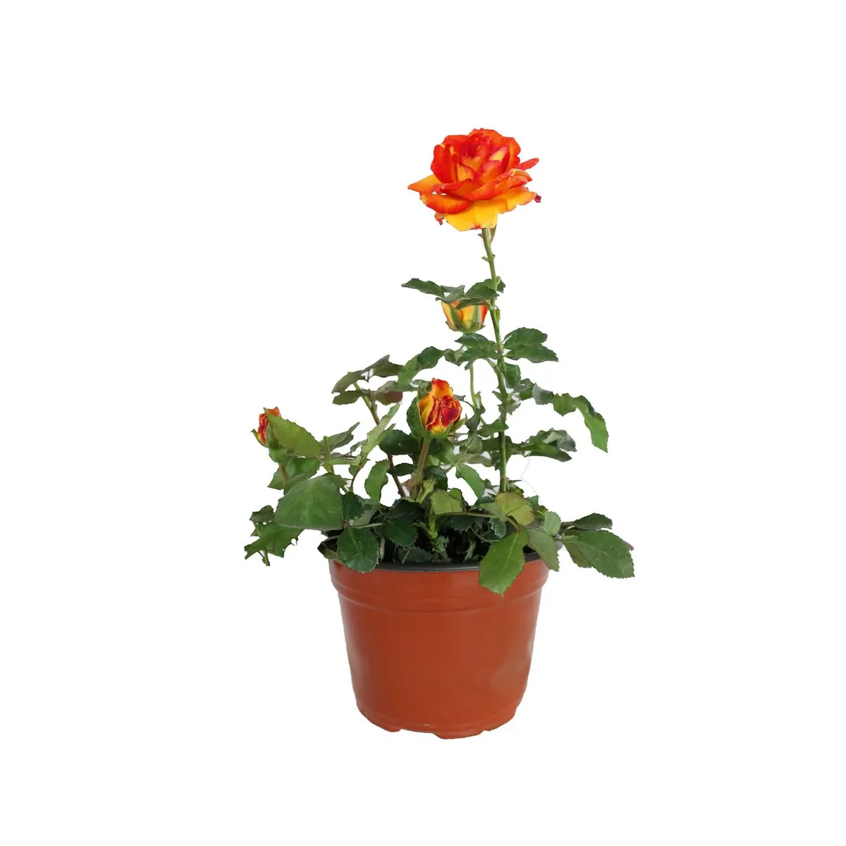 Conaplor - Planta rosa forever colores m6"