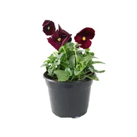 Planta viola colores m6"
