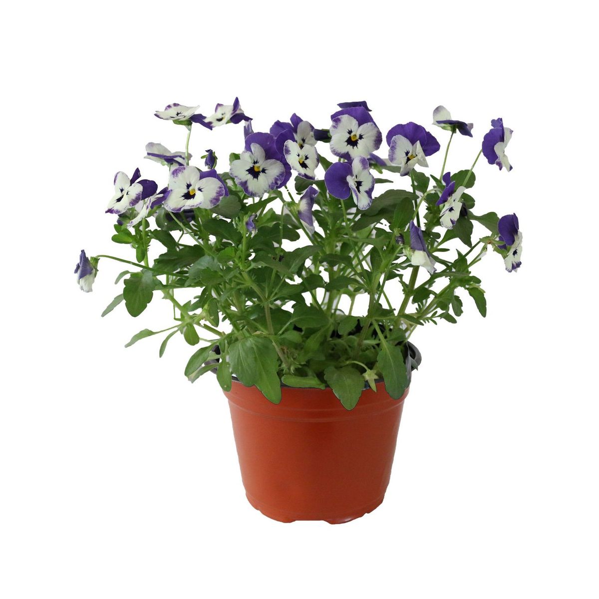 Conaplor - Planta viola colores m6"