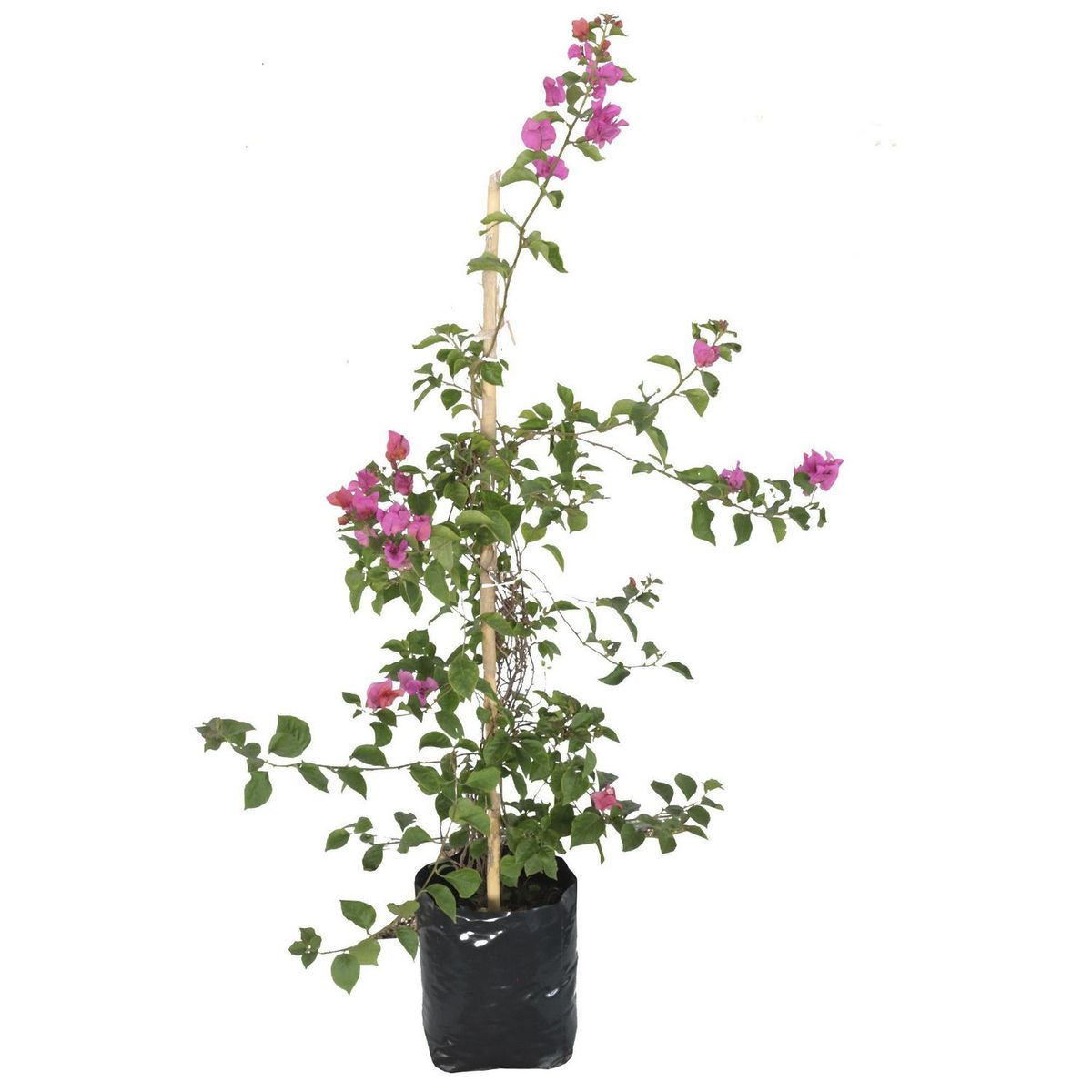 Conaplor - Planta bugambilia vara b20