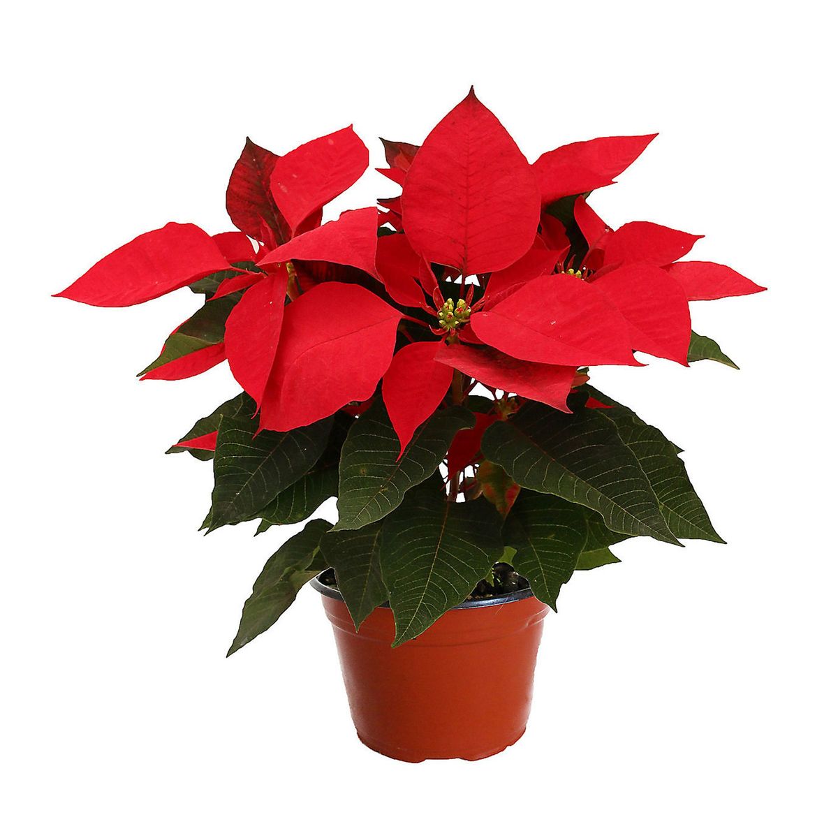 Planta nochebuena m6, marca Sin Marca - Foto Principal