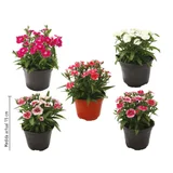 Clavellina m06  Plantas Anuales