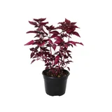 Iresine m06 Plantas Perenne y Sufrutices