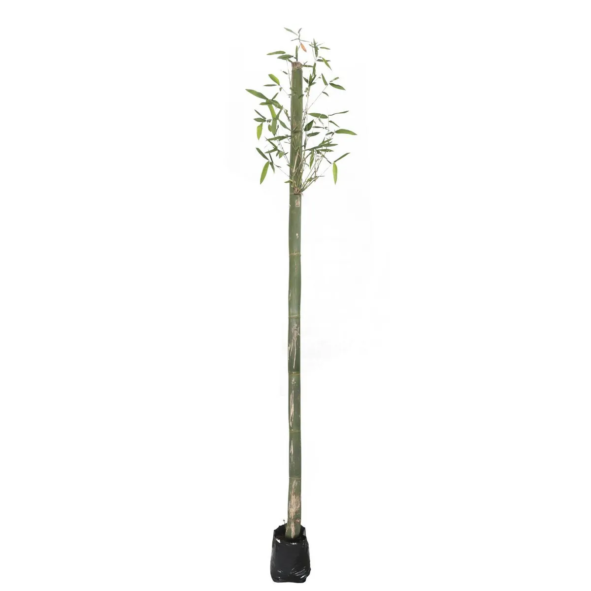 Planta bambu africano b08, marca Conaplor - Foto Principal