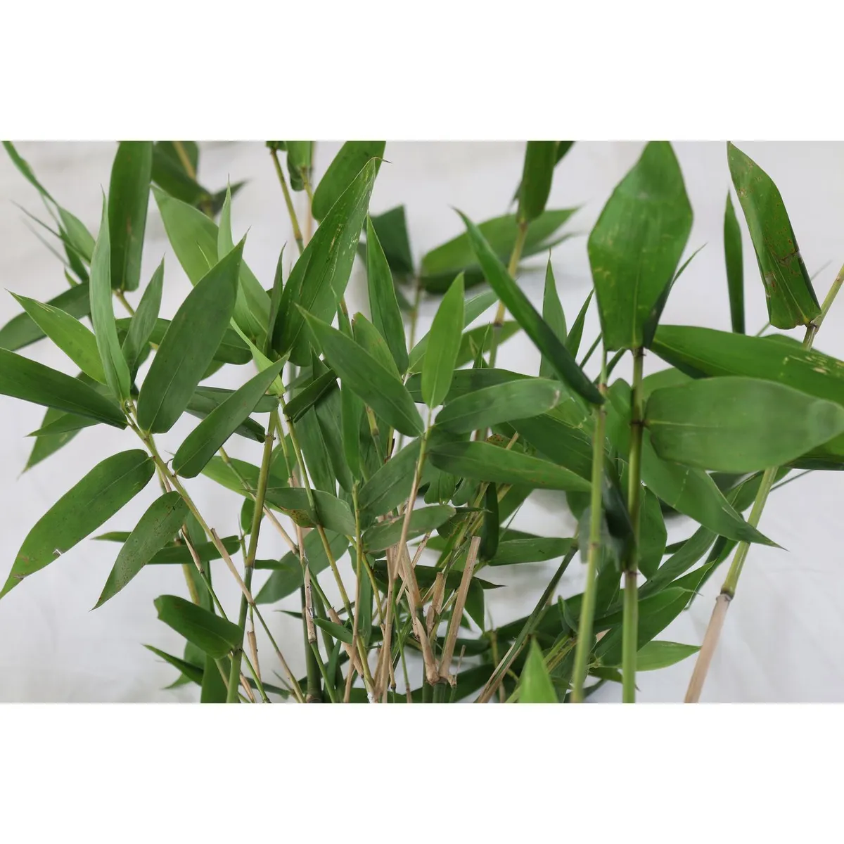 Planta bambu africano b08, marca Conaplor - Foto 2