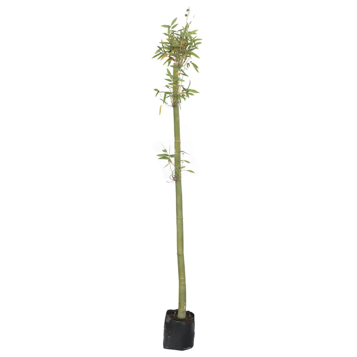 Planta bambu tarro b12, marca Conaplor - Foto Principal