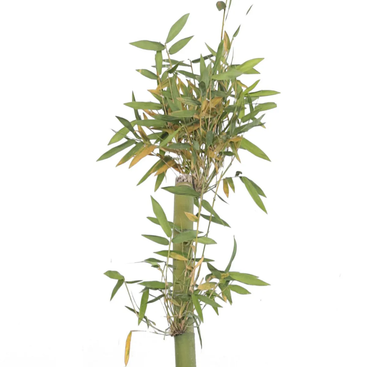 Planta bambu tarro b12, marca Conaplor - Foto 2