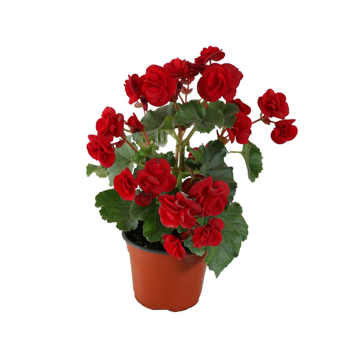 Conaplor - Planta begonia m6