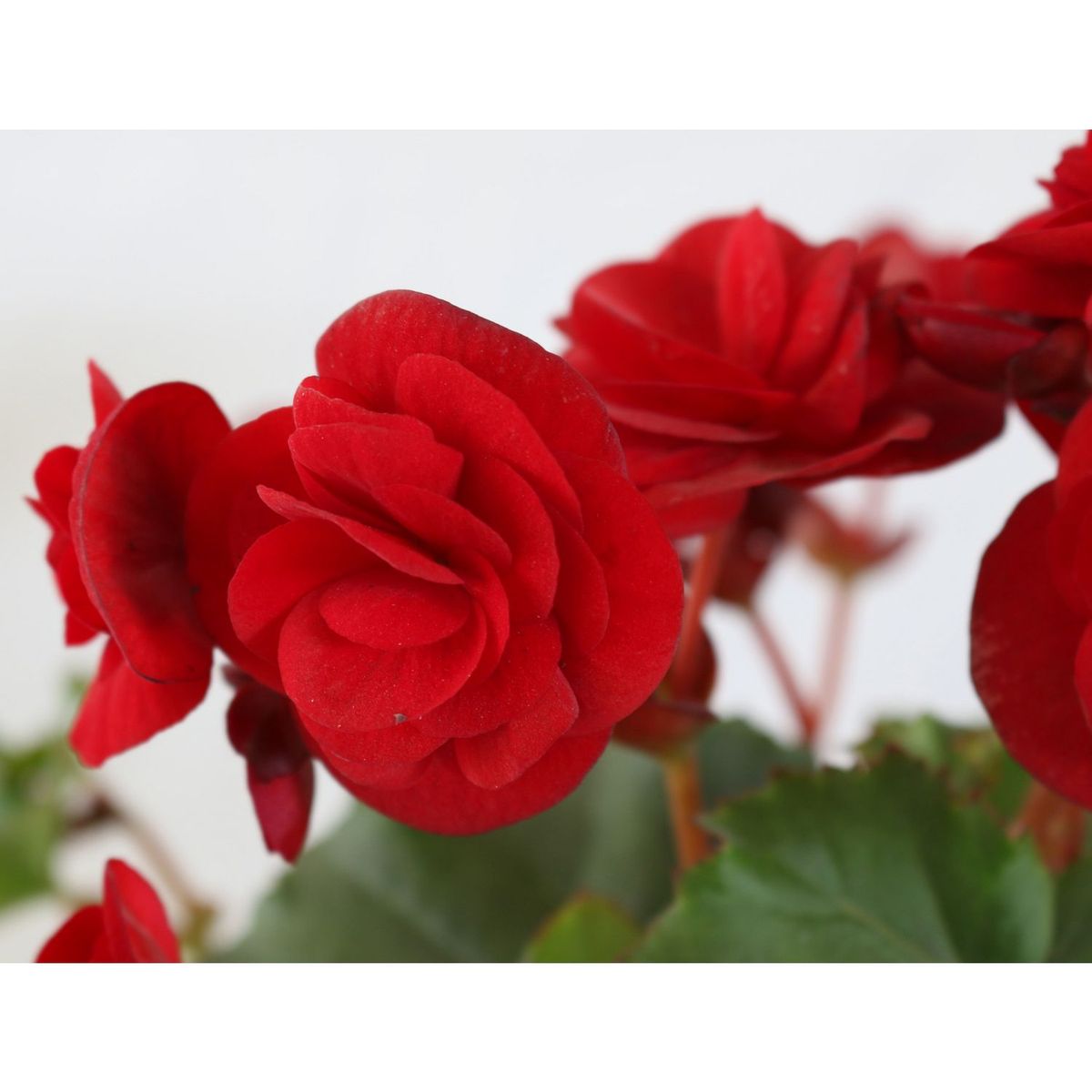 Conaplor - Planta begonia m6