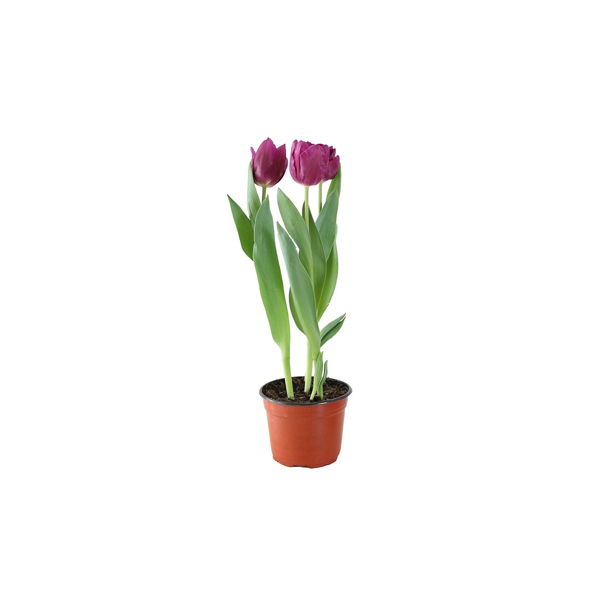 Conaplor - Planta Tulipan Holandes M6