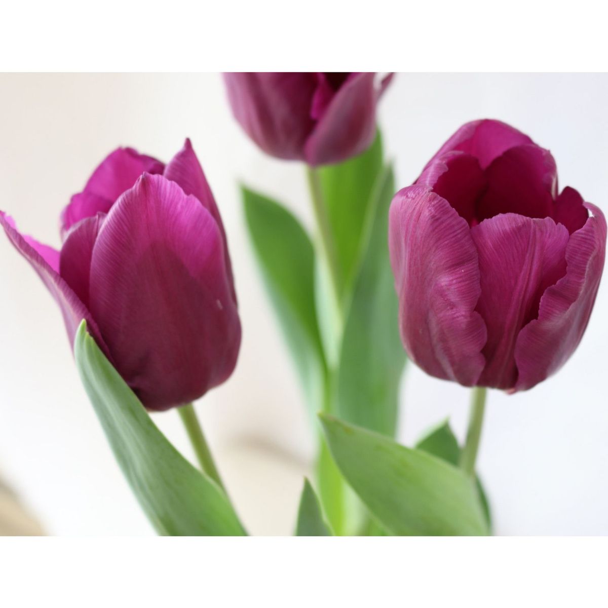 Conaplor - Planta Tulipan Holandes M6