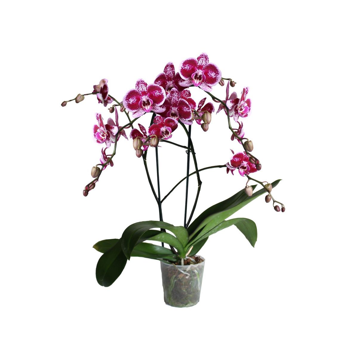 Orquidea Phalenopsis, marca Conaplor - Foto Principal