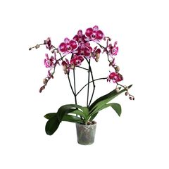 Orquidea Phalenopsis