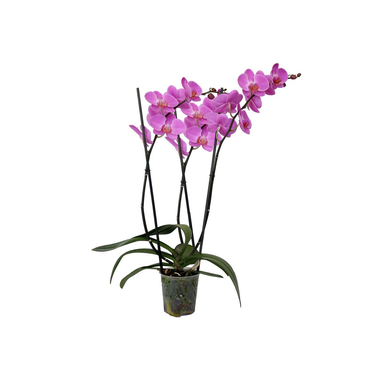 Orquidea Phalenopsis, marca Conaplor - Foto 2
