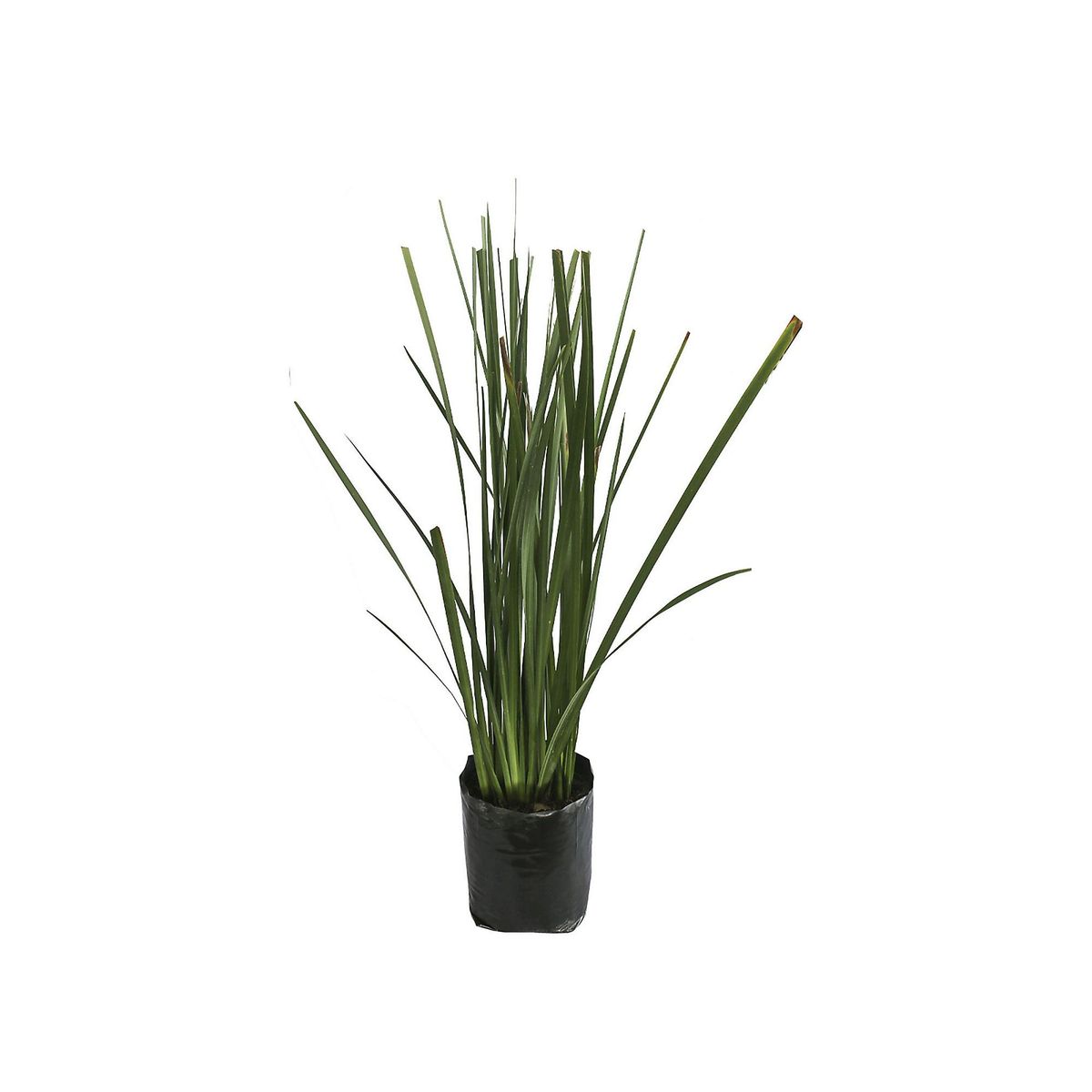 Conaplor - Planta lirio persa b03