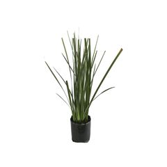 Planta lirio persa b03