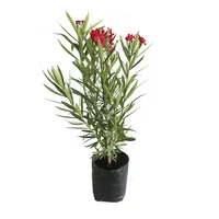 Planta adelfa enana b10