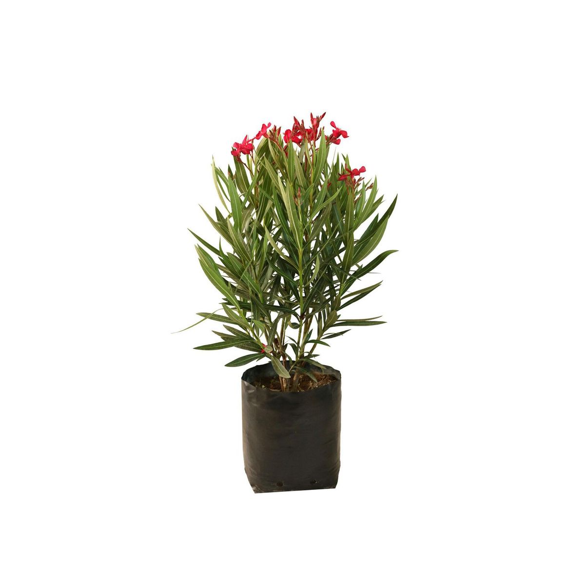 Conaplor - Planta adelfa enana b10