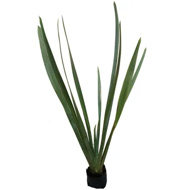 Planta forneo verde b06