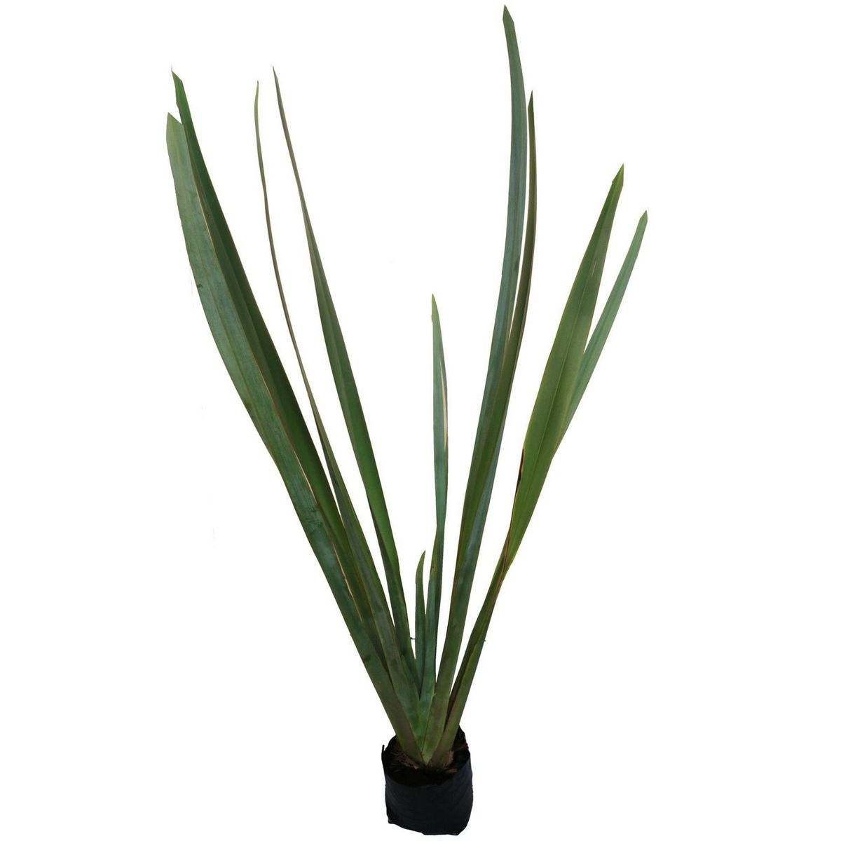 Conaplor - Planta forneo verde b06