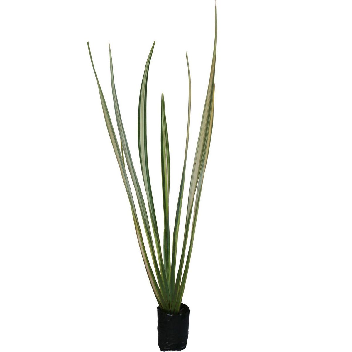 Planta forneo variegado b06, marca Conaplor - Foto Principal