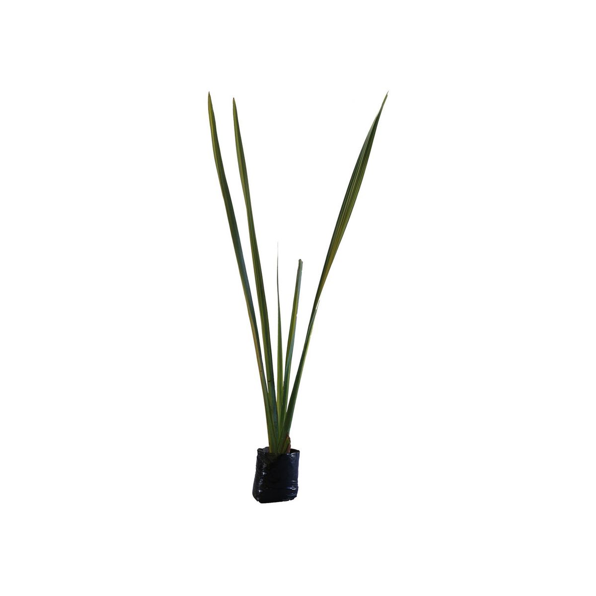 Planta forneo variegado b06, marca Conaplor - Foto 2