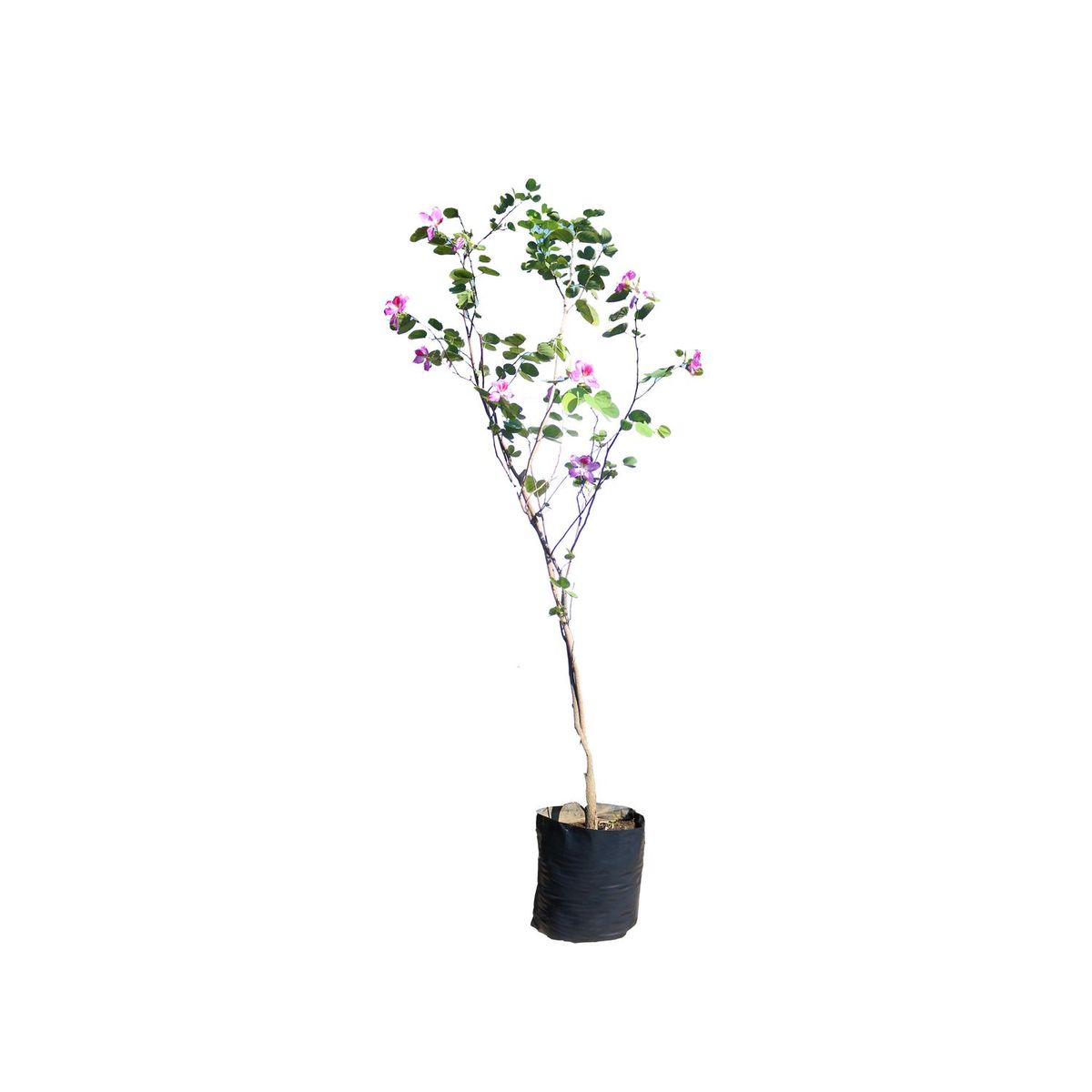 Conaplor - Planta arbol de orquidea b30l