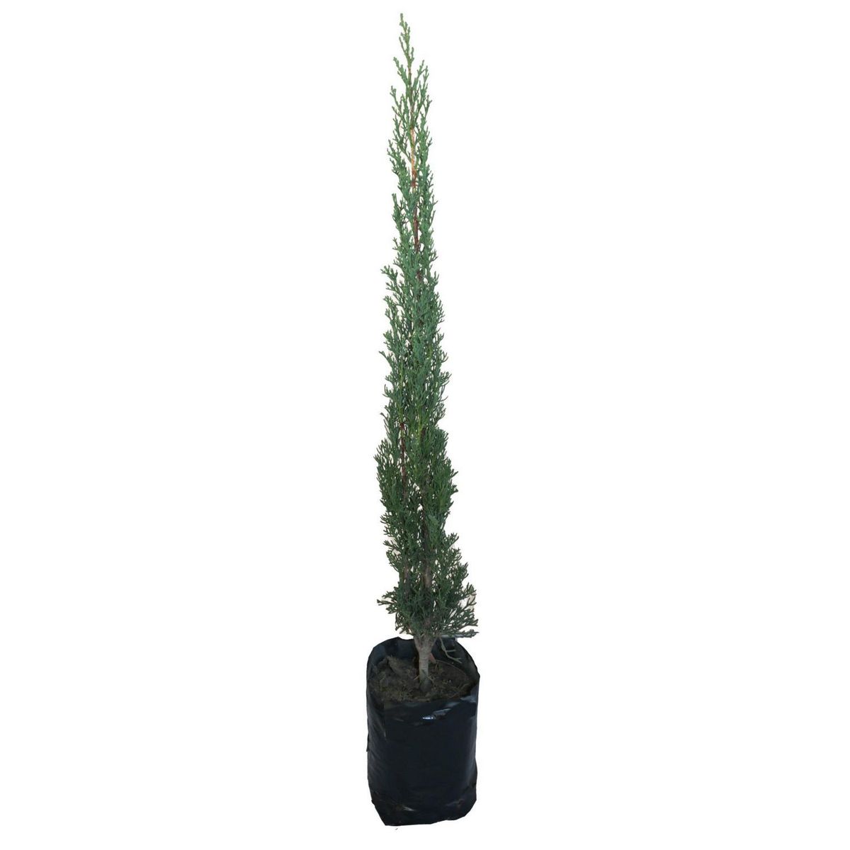 Planta cipres b02, marca Conaplor - Foto Principal