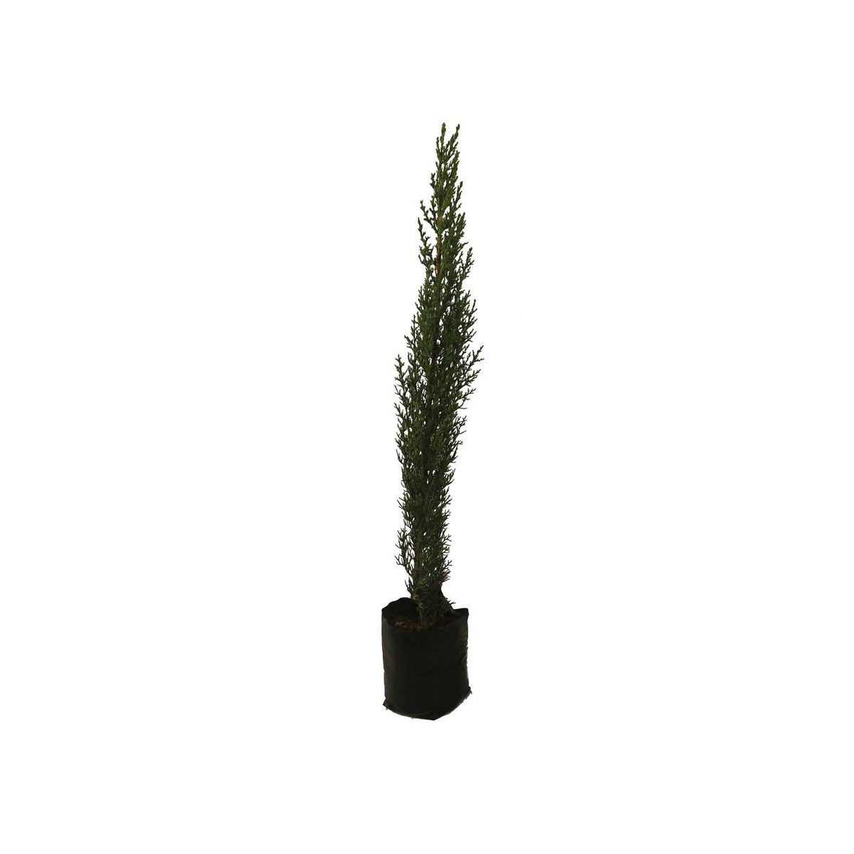 Planta cipres b02, marca Conaplor - Foto 2