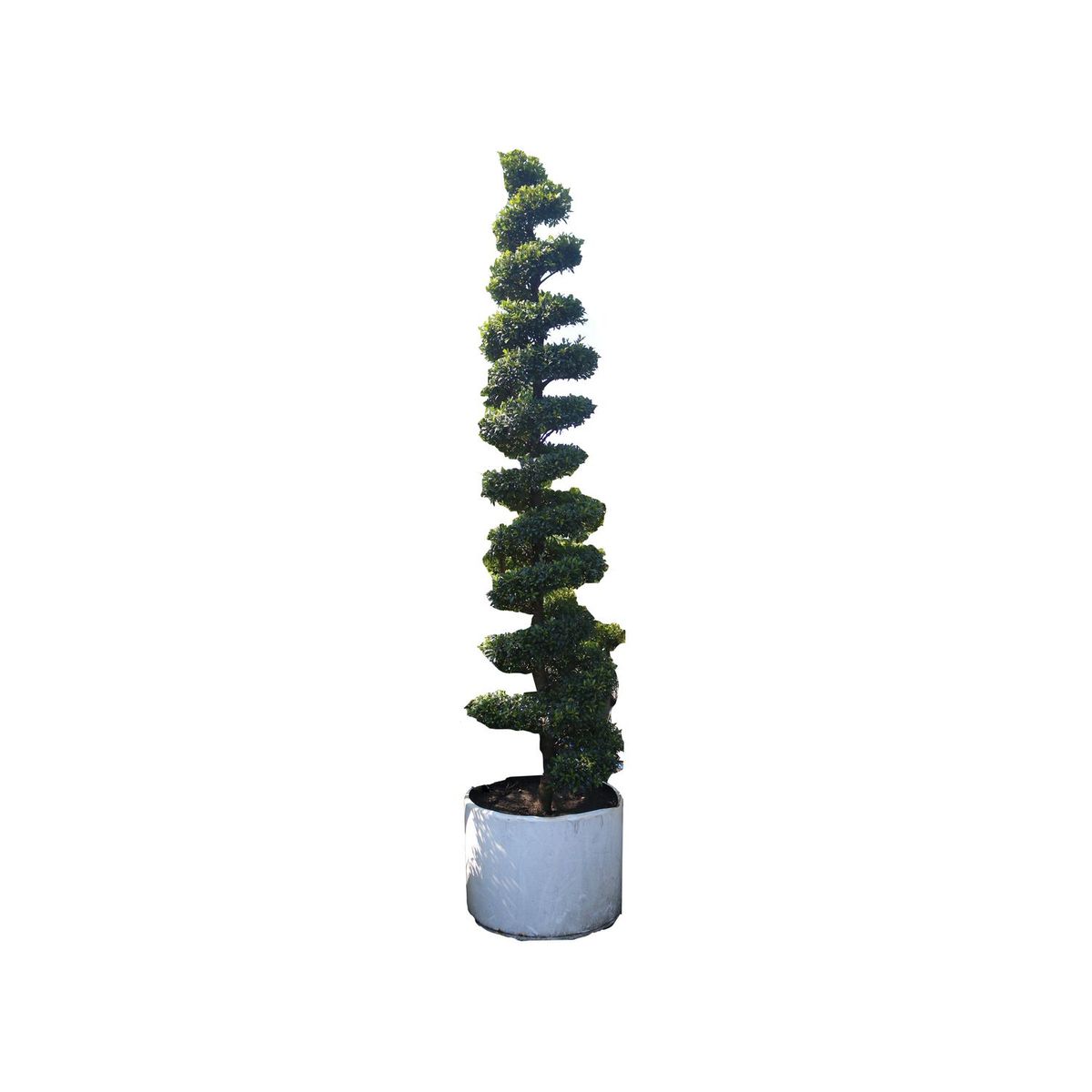 Conaplor - Planta eugenia figuras tina