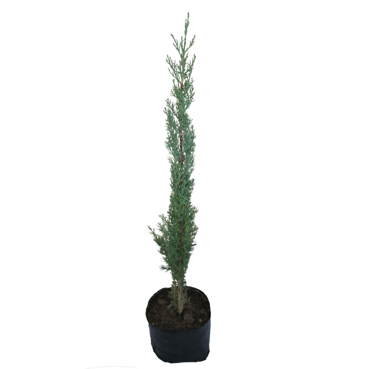 Conaplor - Planta cipres italiano b20