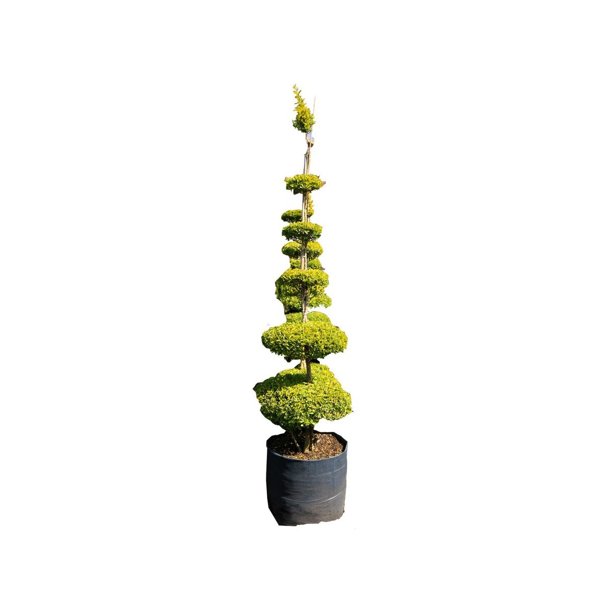 Planta duranta figuras b40l, marca Conaplor - Foto Principal