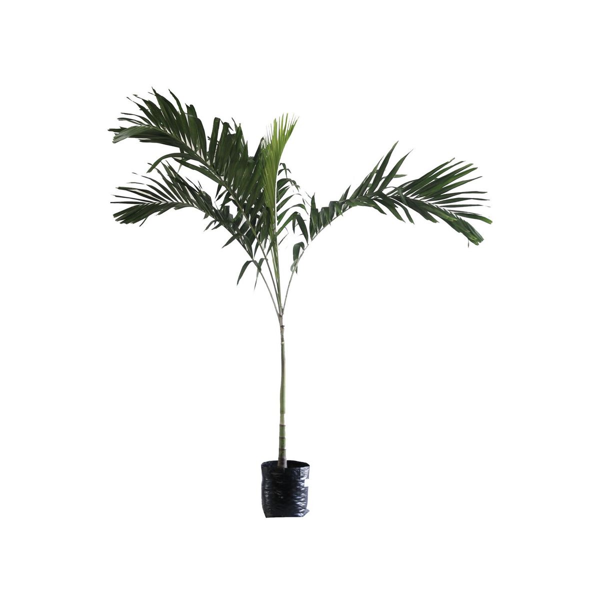 Conaplor - Planta palma kerpis b20