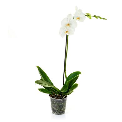 Orqu�dea Phalaenopsis Festiv
