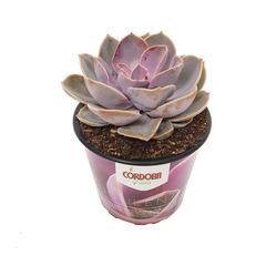 Suculentas 5"