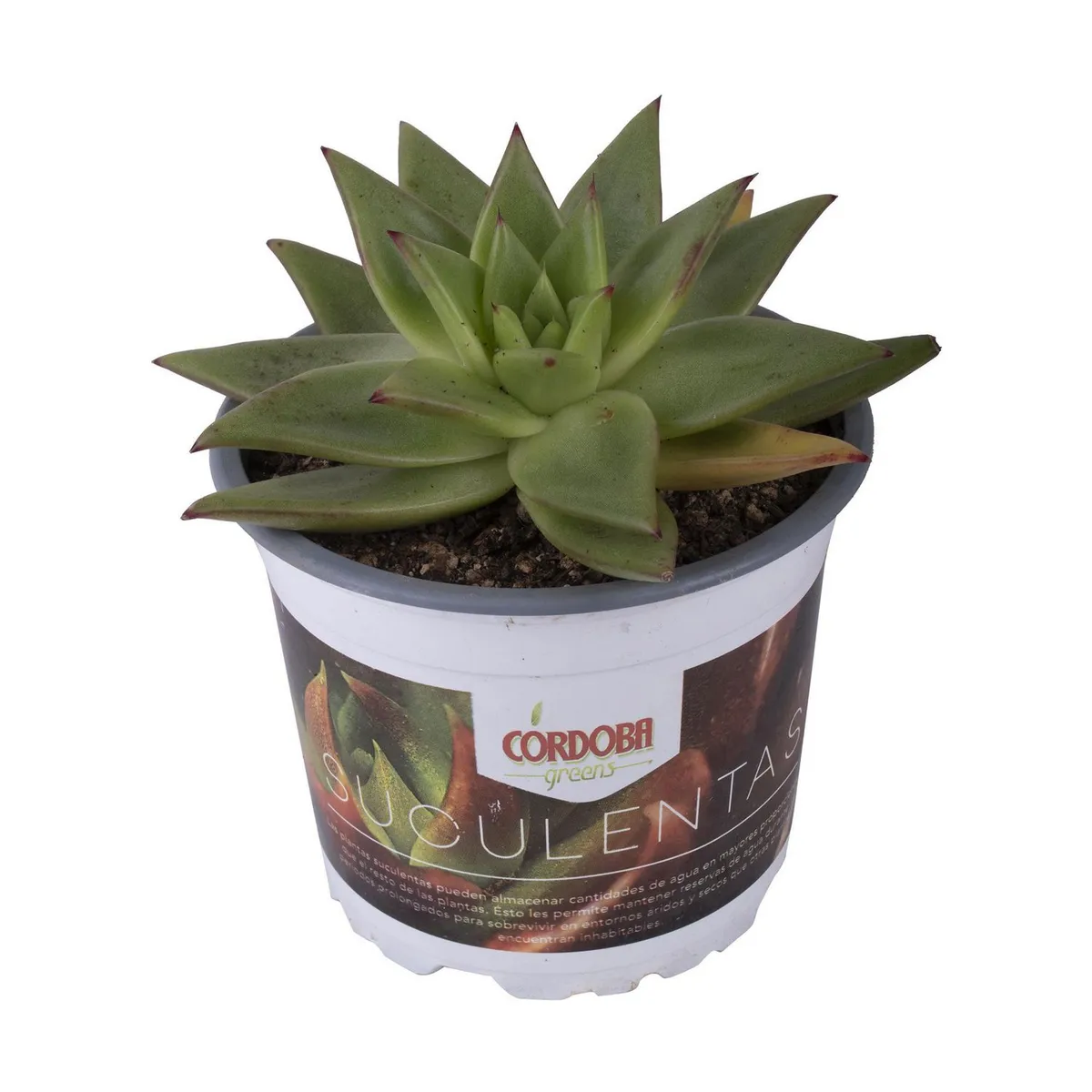 Suculentas 5", marca Chiltepec - Foto 2