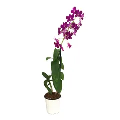 Dendrobium Sa-Nook 5"