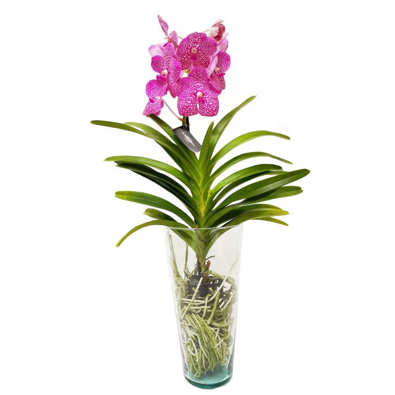Chiltepec - Orquídea Vanda con Florero 7.4"