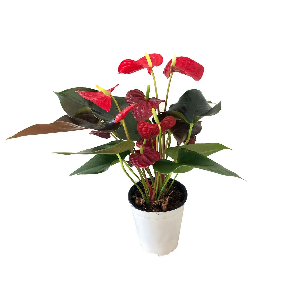Mini Anthurio 5", marca Chiltepec - Foto Principal
