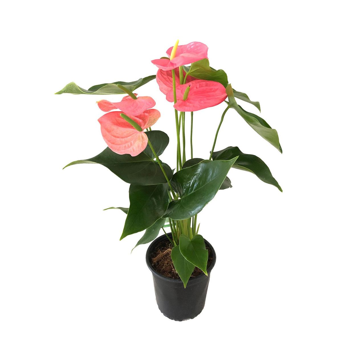 Chiltepec - Anthurio 6"